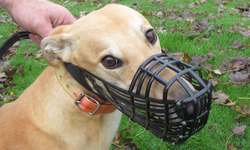 padded greyhound muzzle